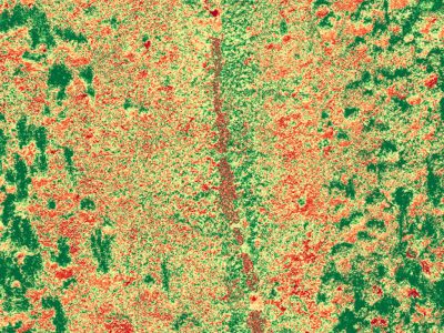 NDVI Orthophoto